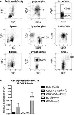 Frontiers | CD25+ B-1a Cells Express Aicda